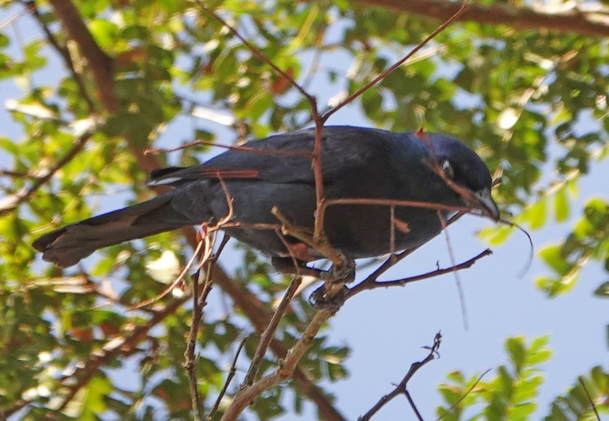 Waller's Starling - ML366707521