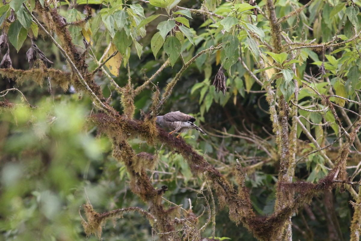 Roadside Hawk - Giles Daubeney