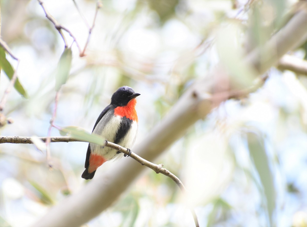 Mistletoebird - Leo Norman