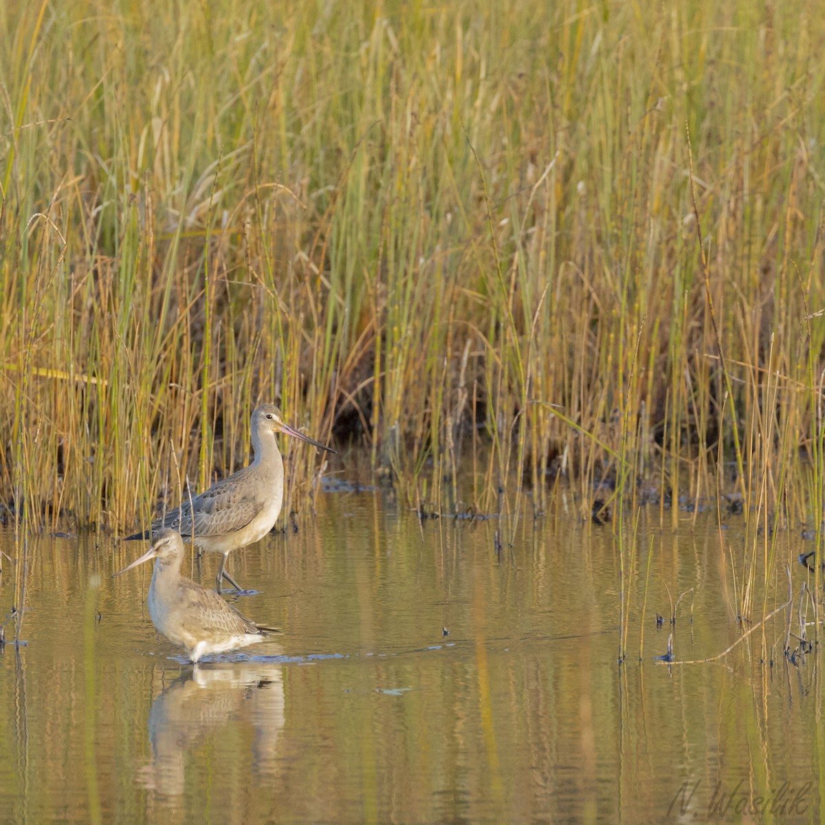 Hudsonian Godwit - ML366708221