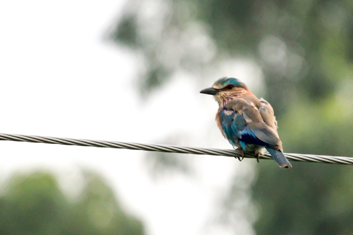 Indian Roller - ML366709071