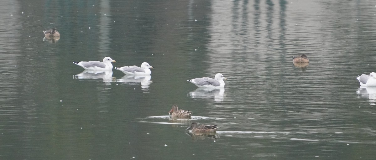 California Gull - ML366709711