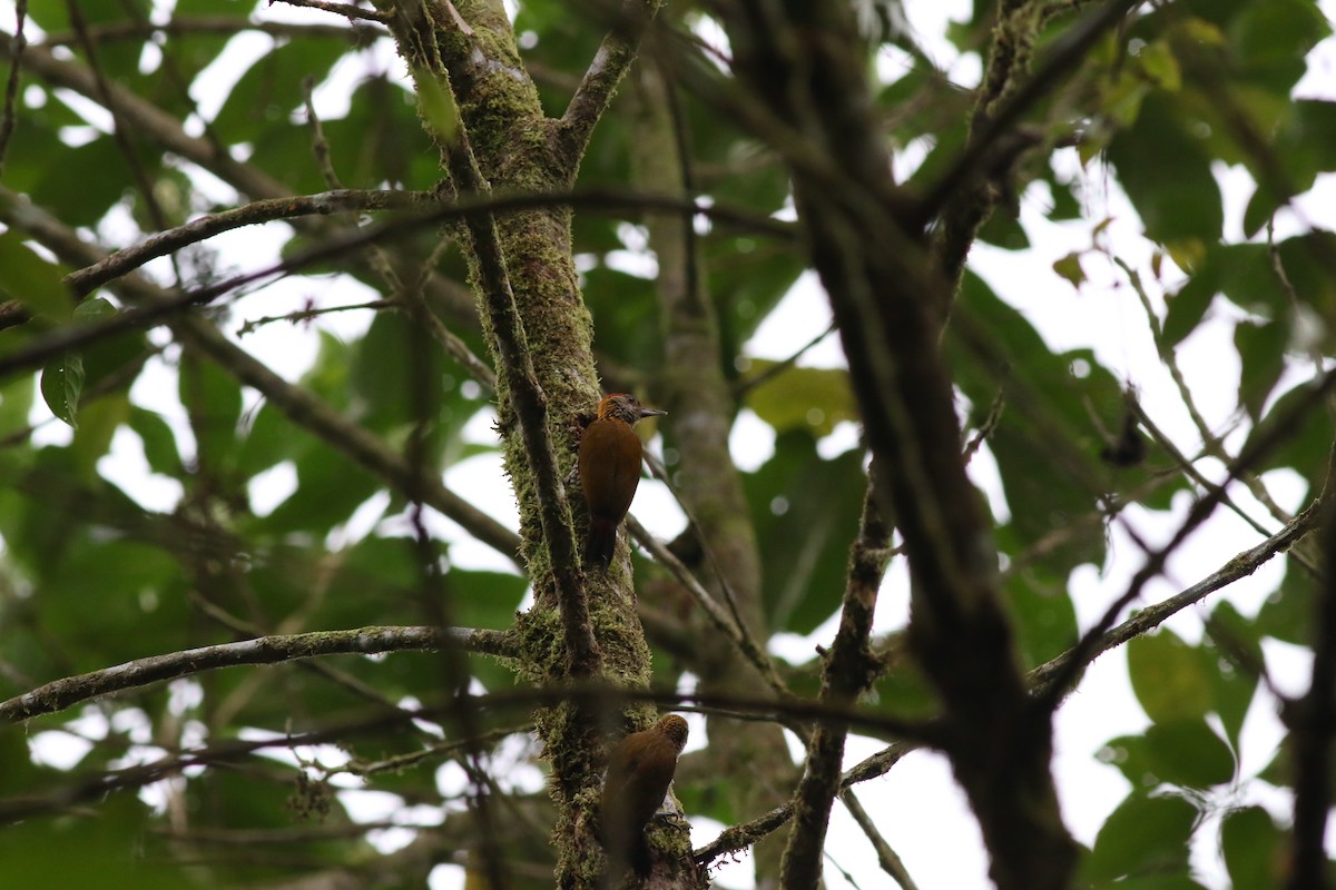 Red-rumped Woodpecker - ML366710541