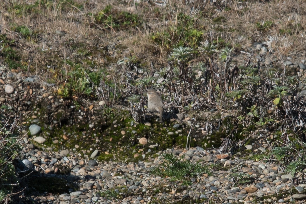 Common Chiffchaff - ML366711931