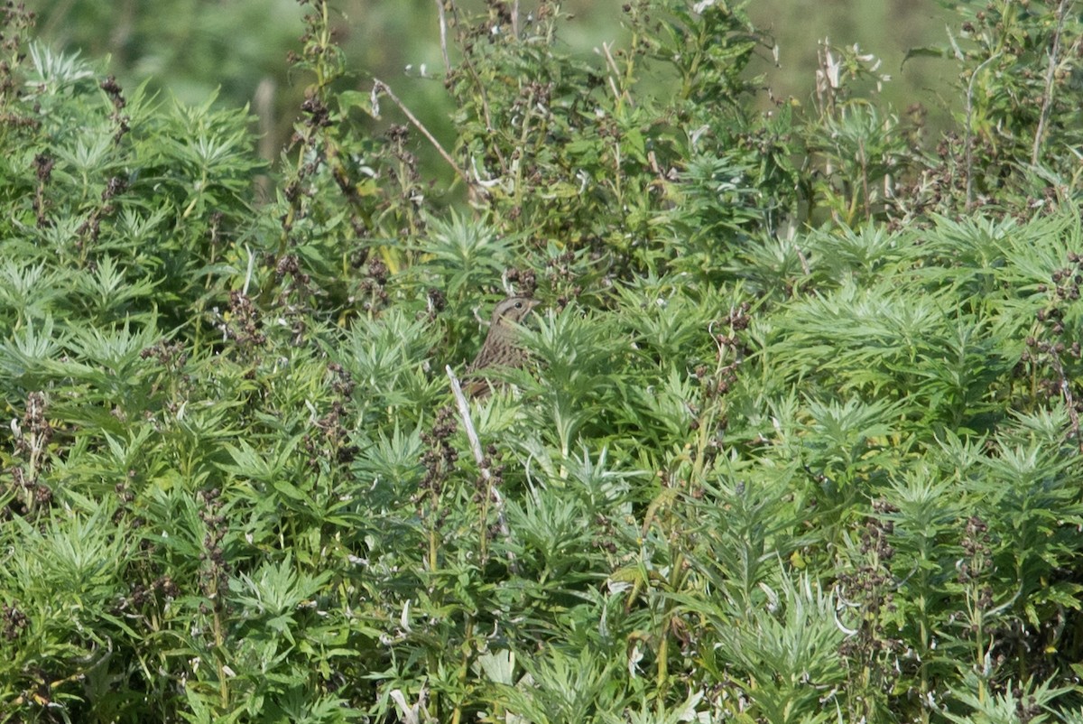 Lincoln's Sparrow - ML366711981