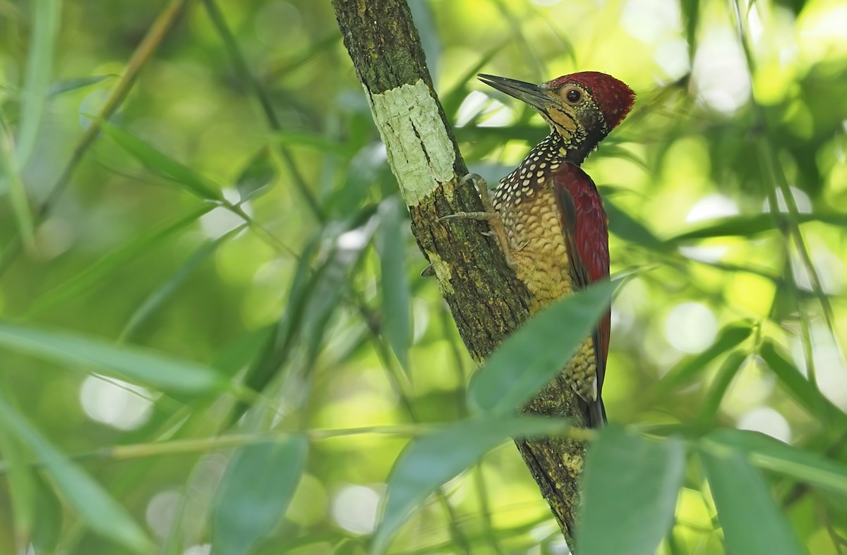 Luzon Flameback - ML366712011