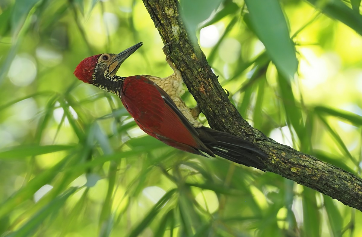 Luzon Flameback - Robert Hutchinson