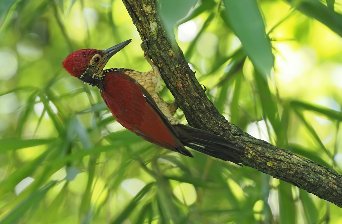 Luzon Flameback - ML366712041