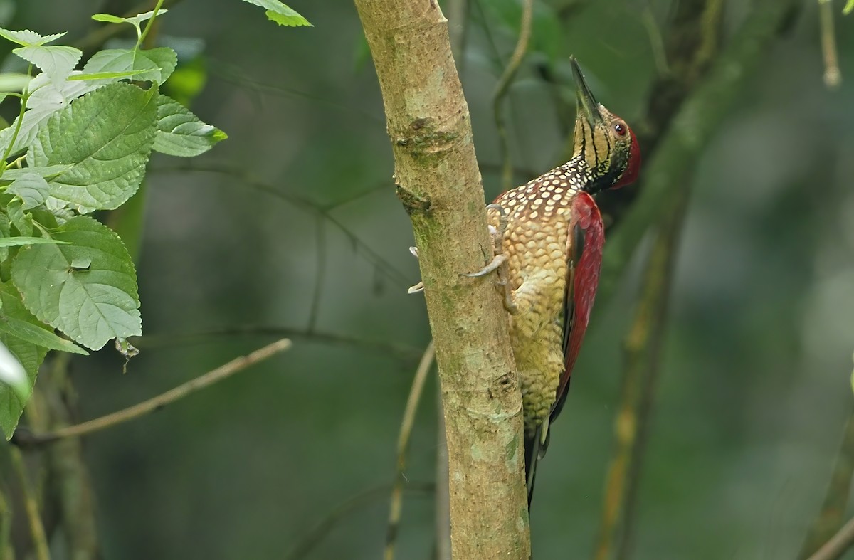 Luzon Flameback - ML366712071