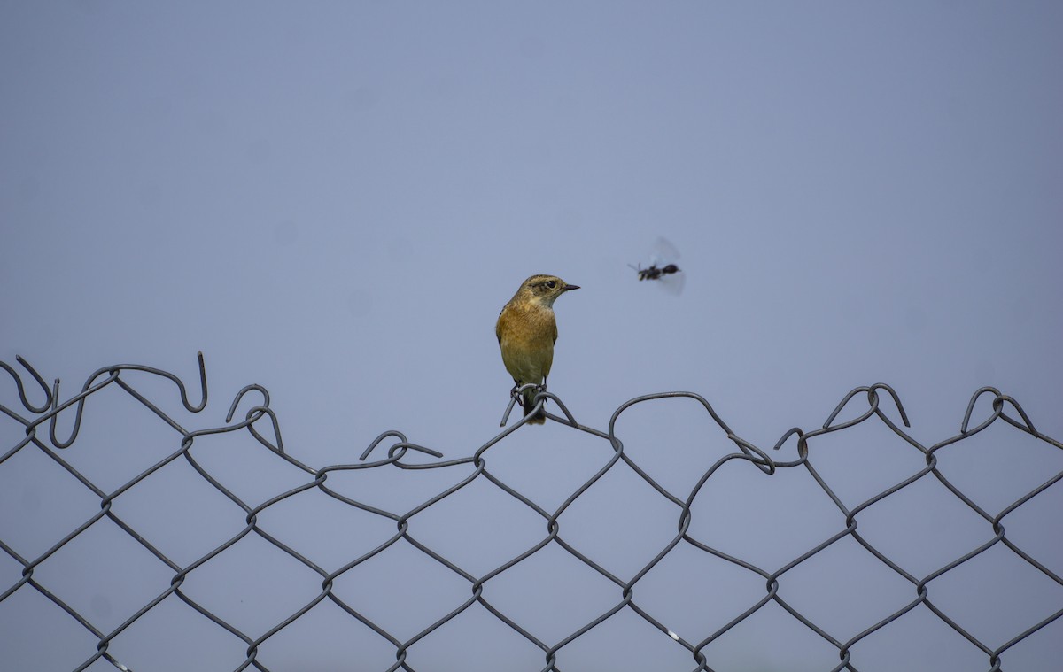 Siberian Stonechat - ML366712781