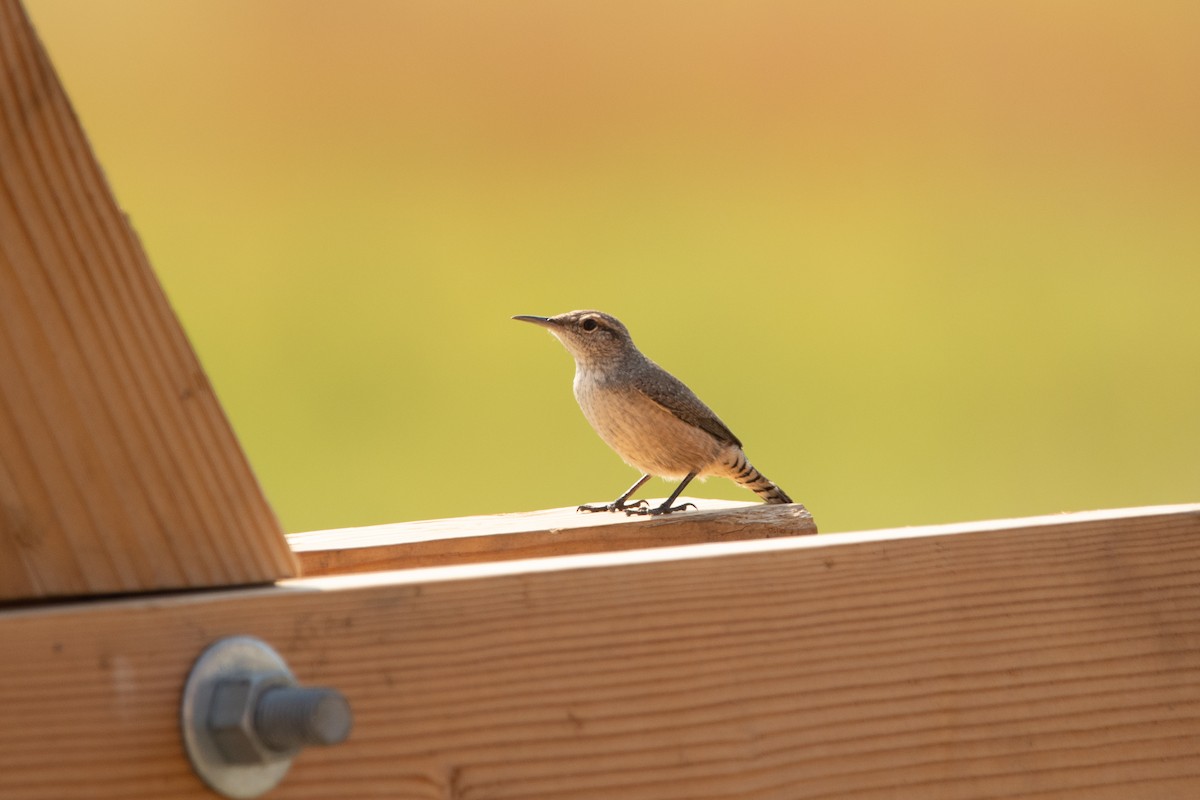 Rock Wren - ML366714071