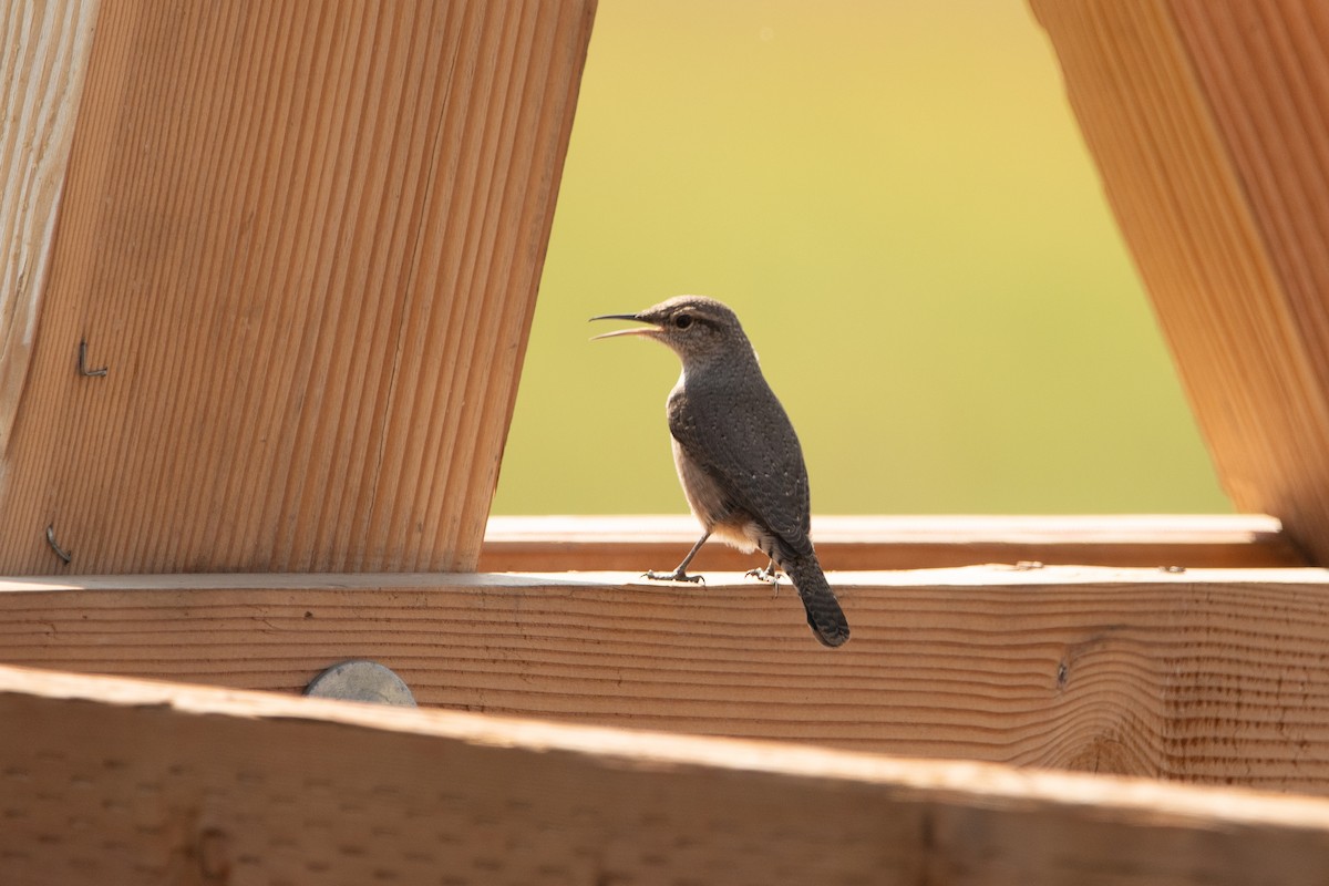 Rock Wren - David Olsen