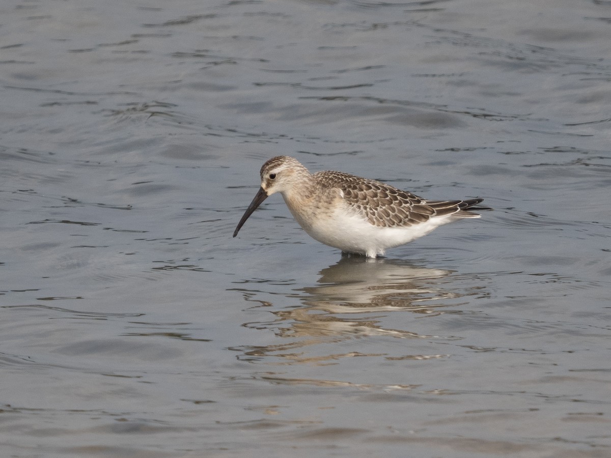 Curlew Sandpiper - Simon Colenutt