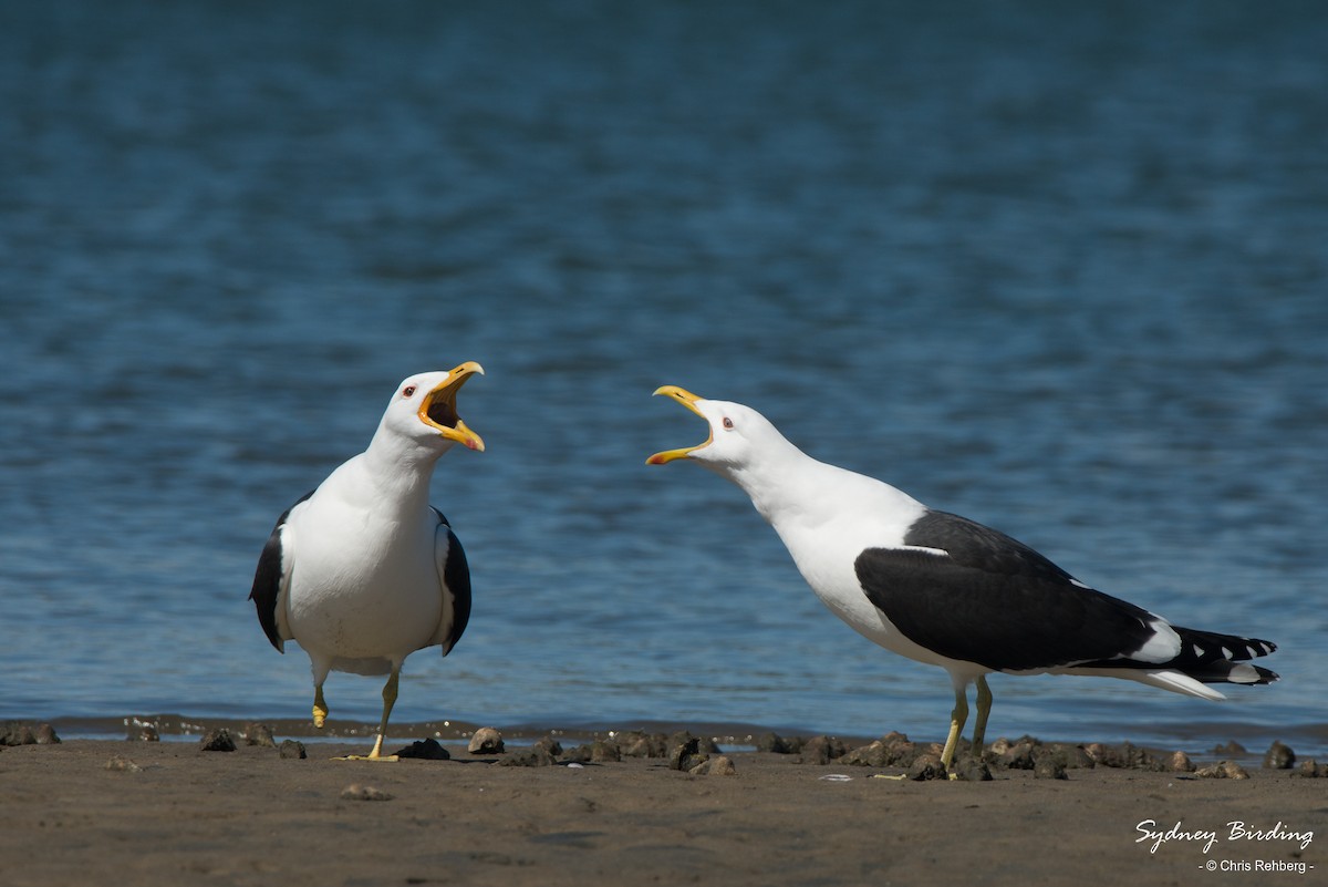 Gaviota Cocinera - ML366714831