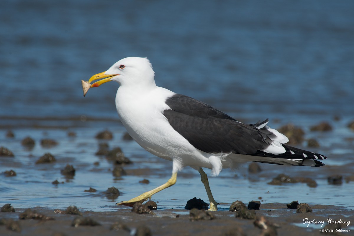 Kelp Gull - Chris Rehberg  | Sydney Birding