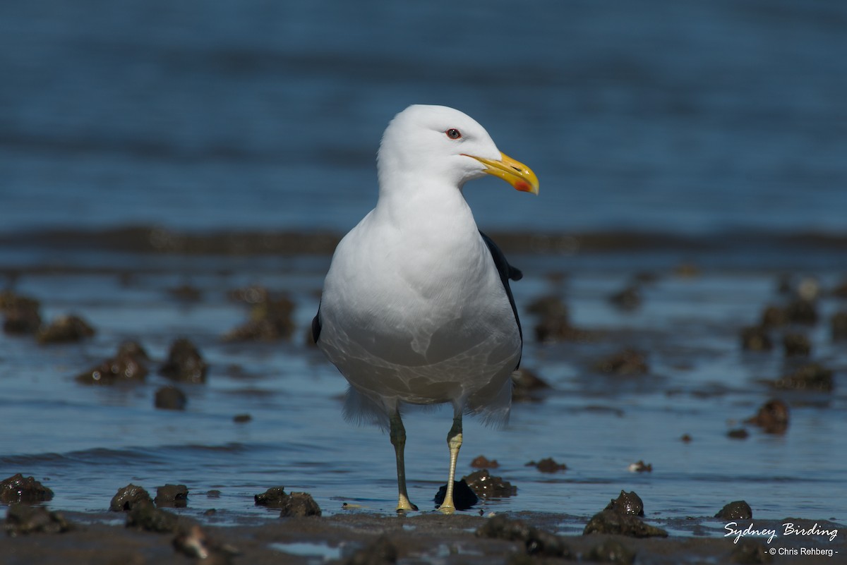 Gaviota Cocinera - ML366714871