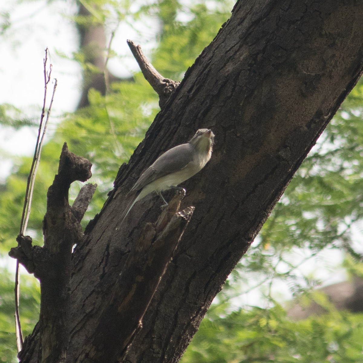 Common Woodshrike - ML366717741