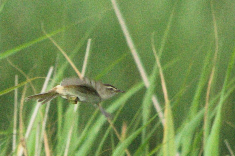 Sedge Warbler - ML366719621