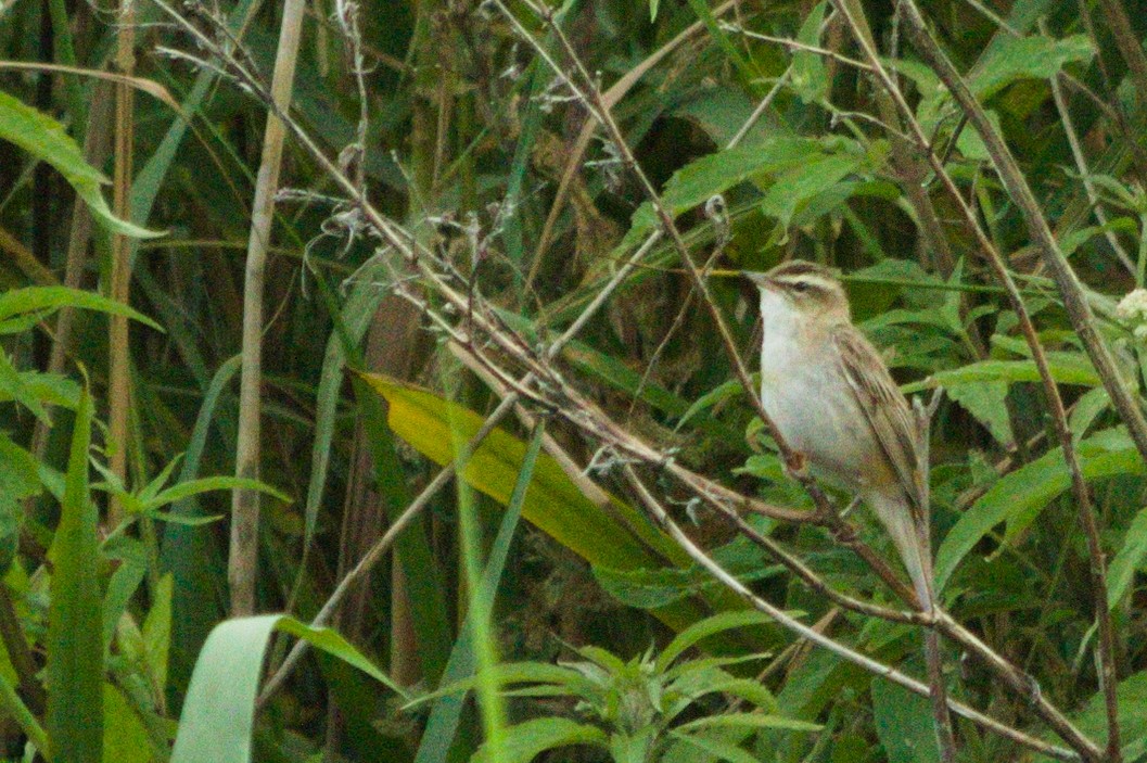 Sedge Warbler - ML366719631