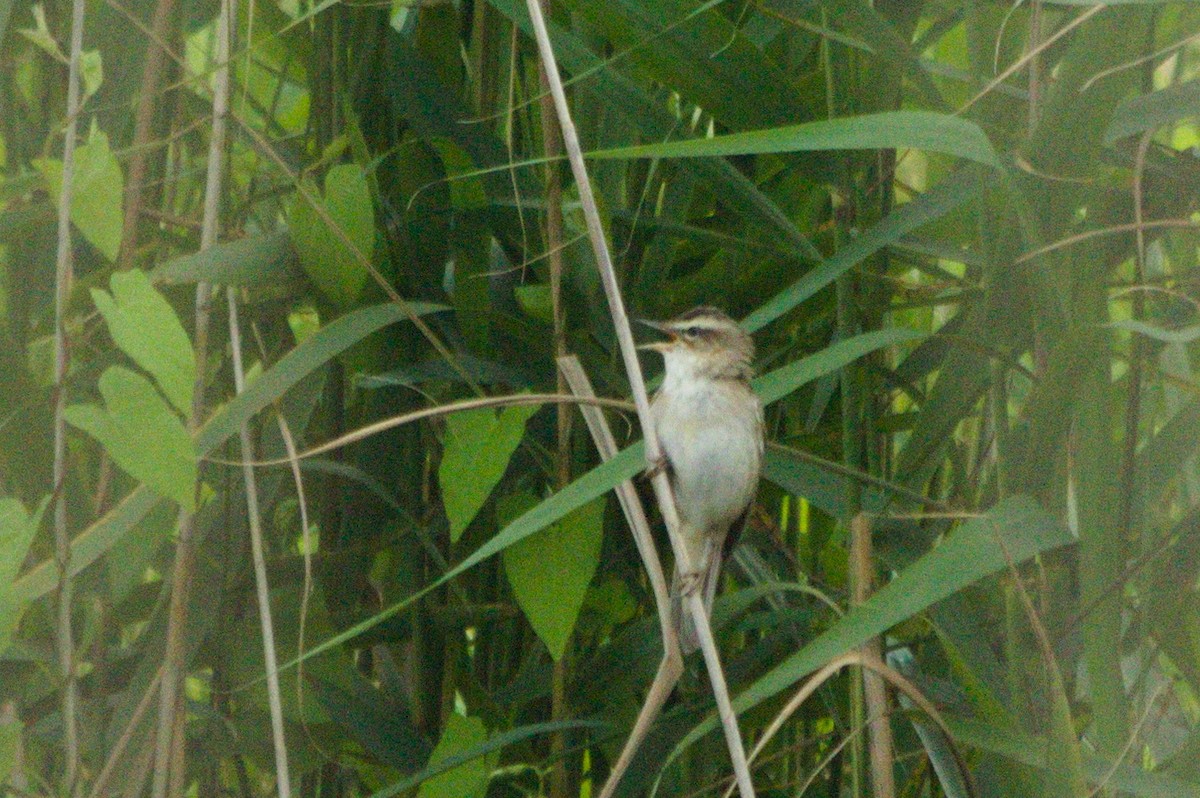 Sedge Warbler - ML366719641