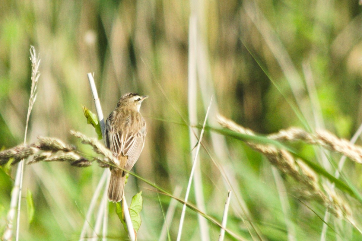 Sedge Warbler - ML366719651