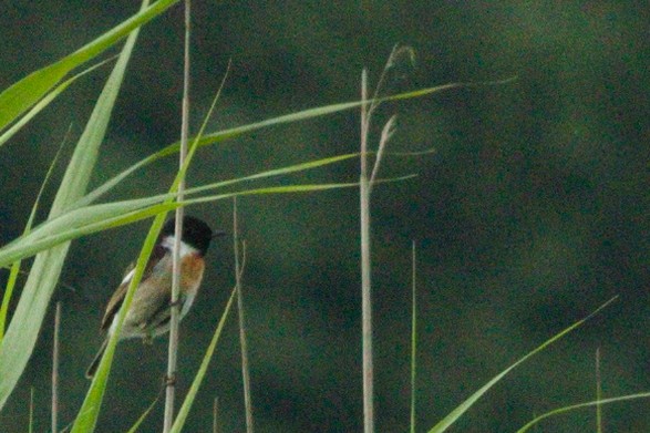European Stonechat - ML366719661