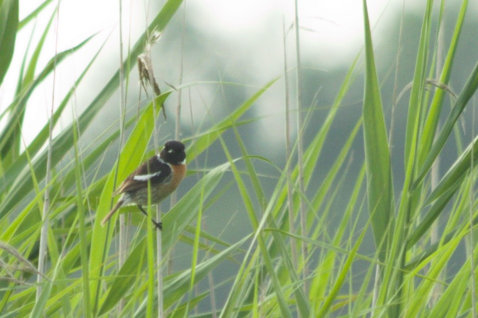 European Stonechat - ML366719671