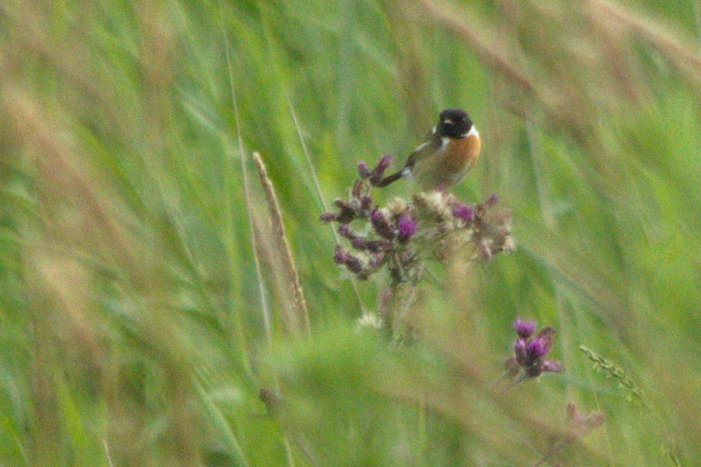 European Stonechat - ML366719681