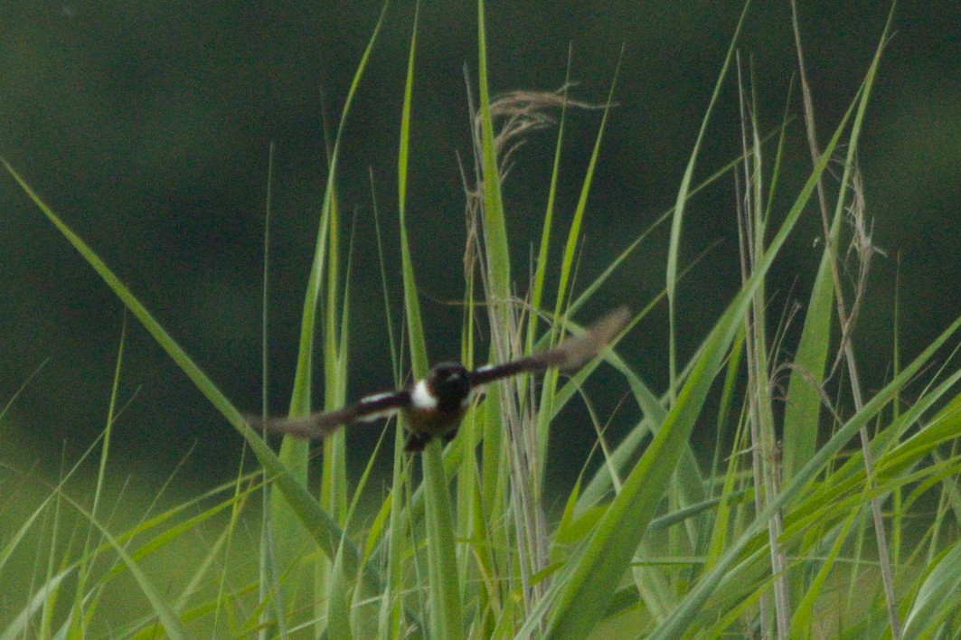 European Stonechat - ML366719691