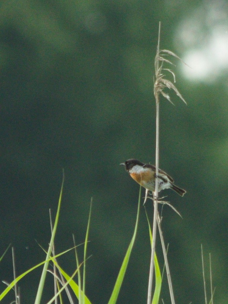 European Stonechat - ML366719701