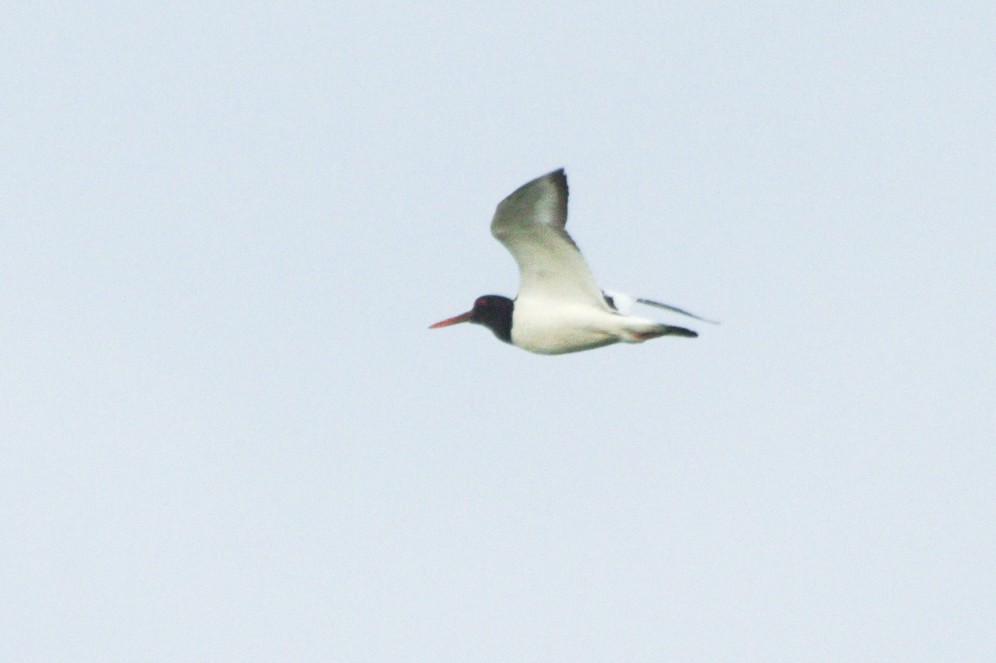 Eurasian Oystercatcher - ML366719721