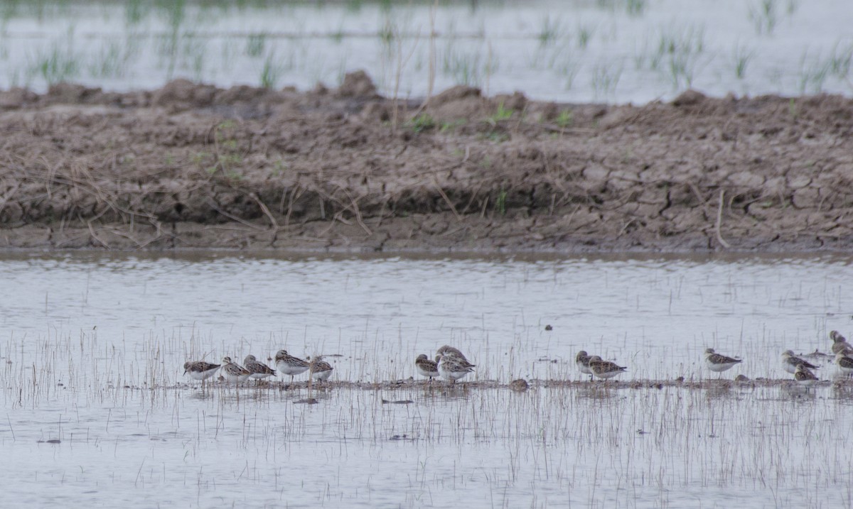 Broad-billed Sandpiper - ely what