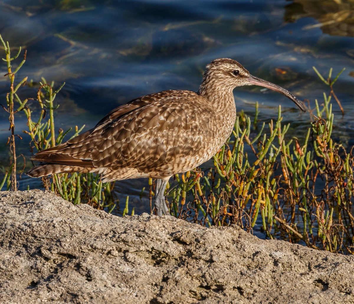 Whimbrel - Chezy Yusuf