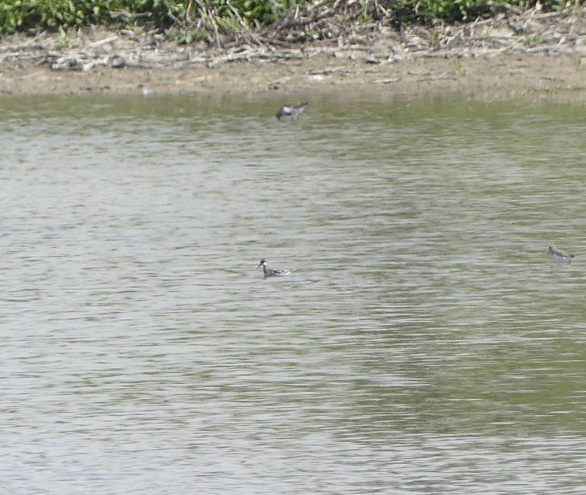 Red-necked Phalarope - ML366722391