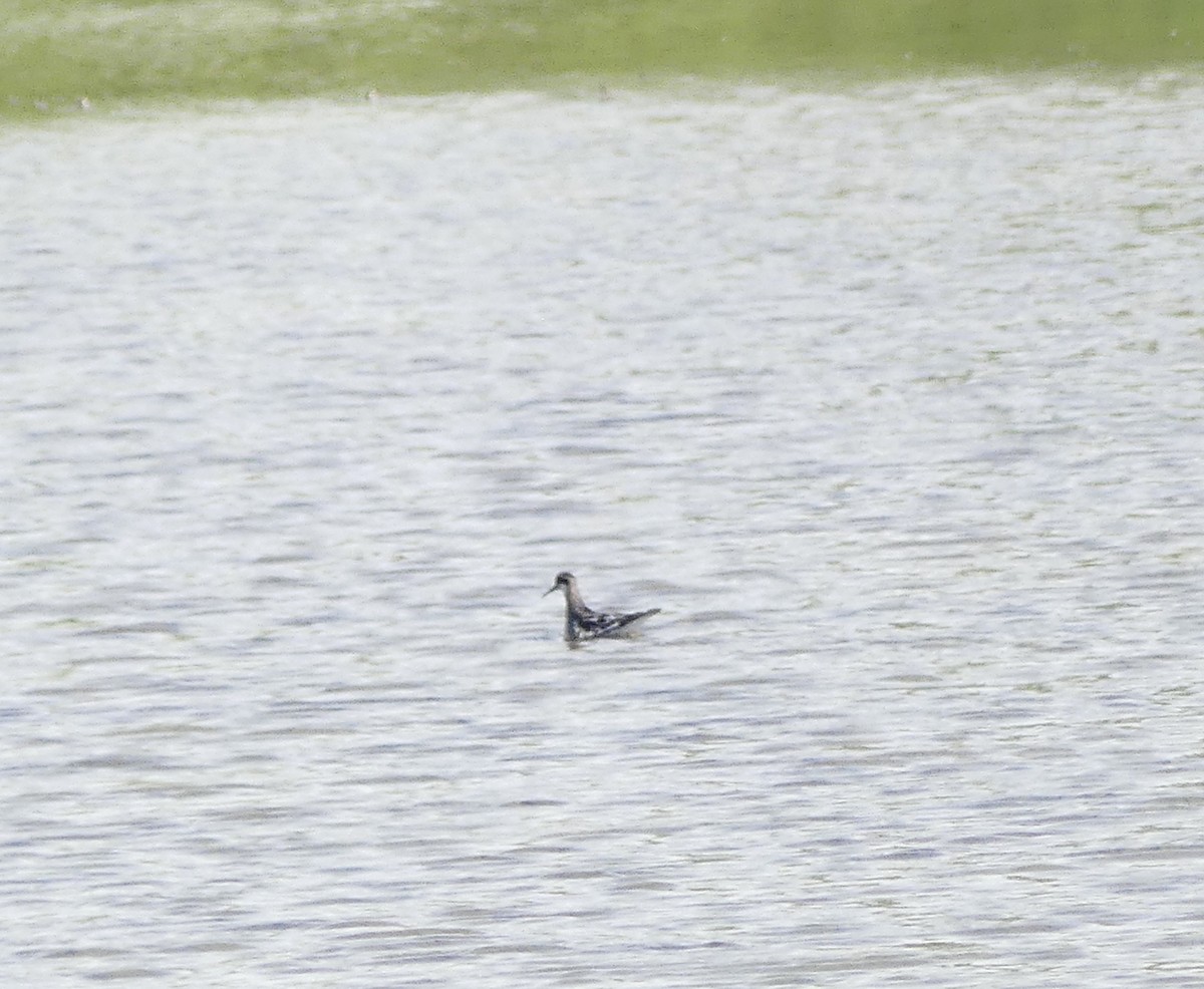 Red-necked Phalarope - ML366722471