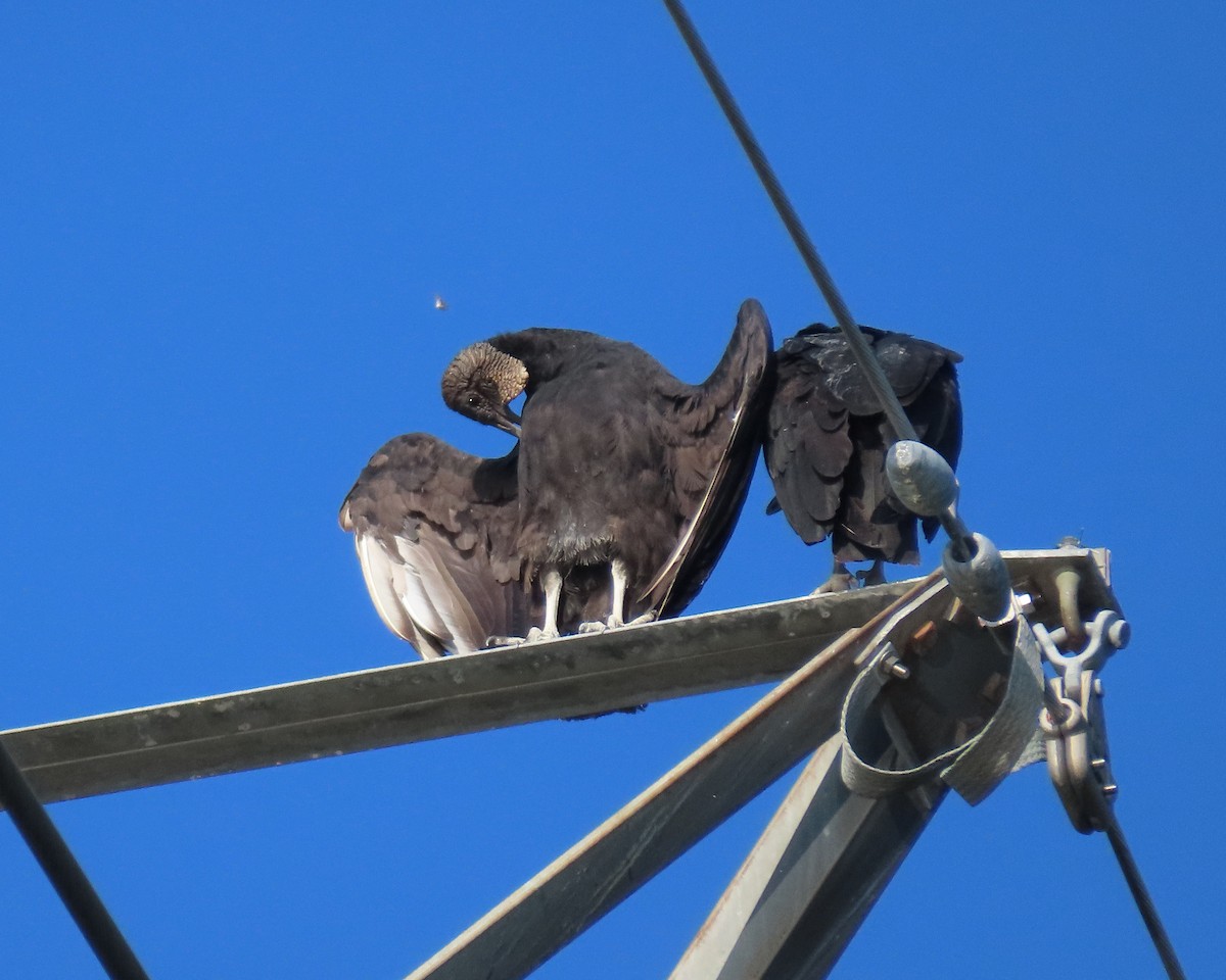 Black Vulture - ML366723331