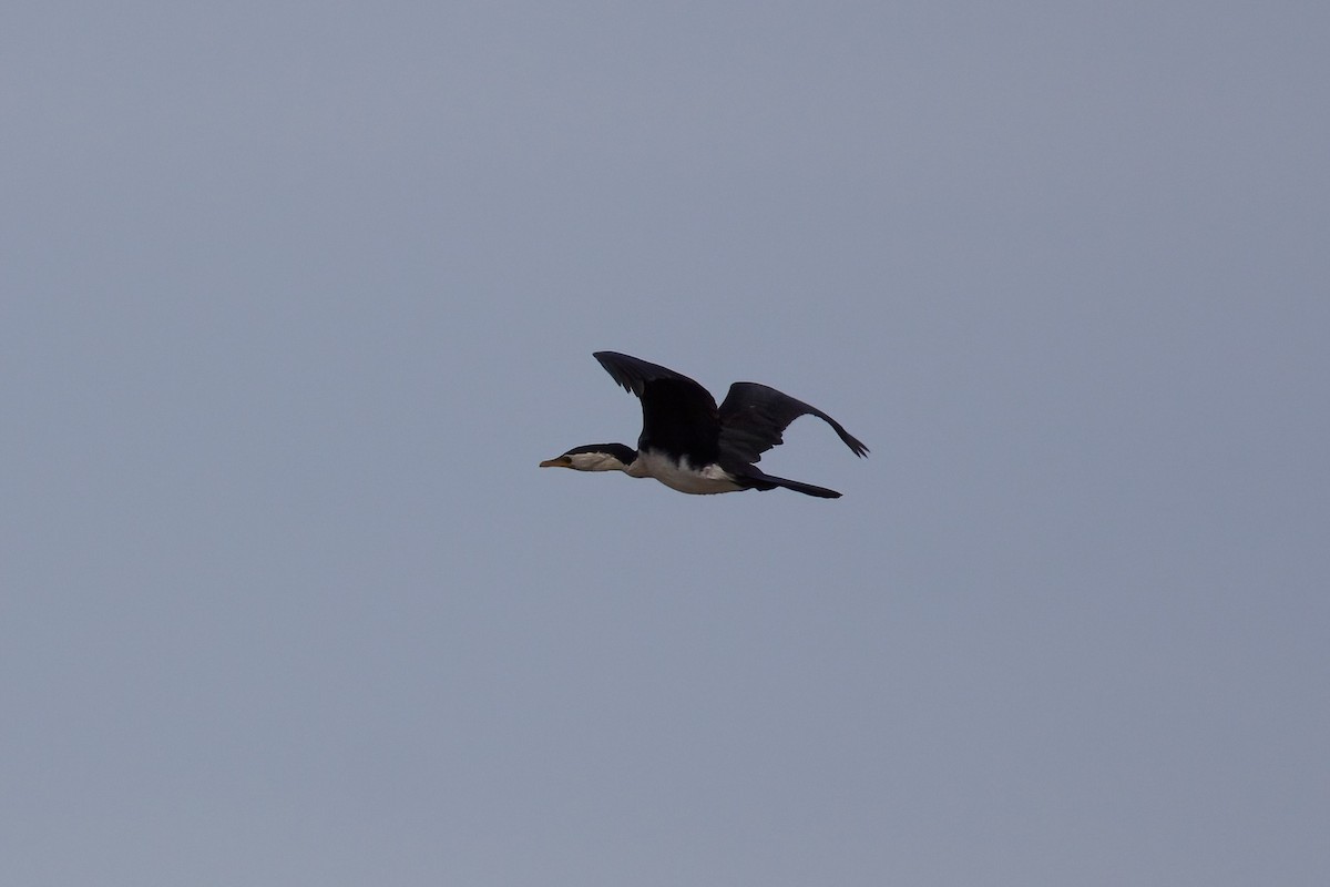 Little Pied Cormorant - ML366723981