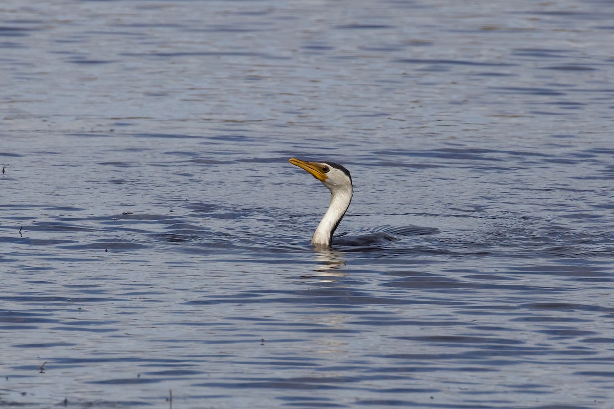Little Pied Cormorant - ML366724021