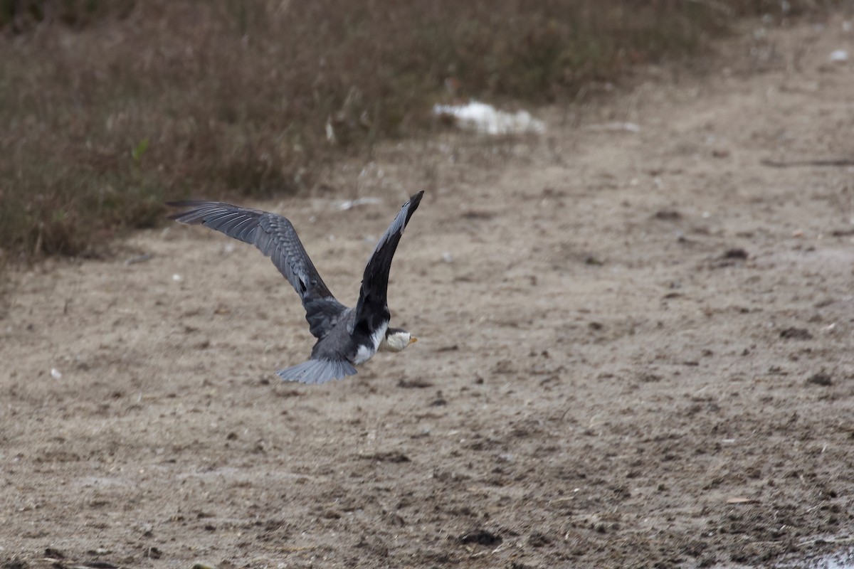Little Pied Cormorant - ML366724041