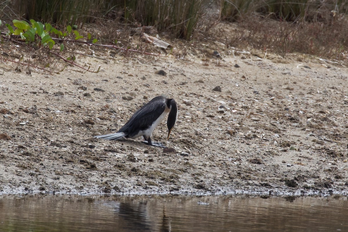 Little Pied Cormorant - ML366724071