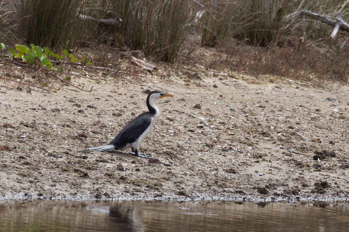 Little Pied Cormorant - ML366724081