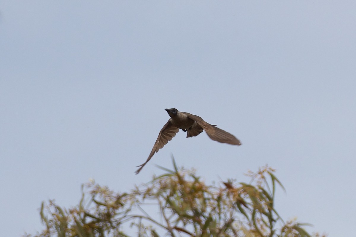 Little Friarbird - ML366725751