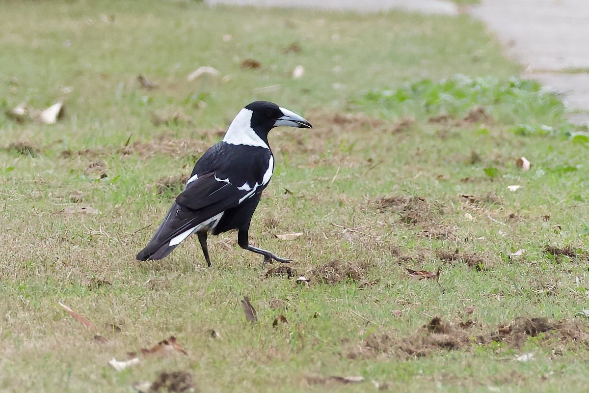 Australian Magpie - ML366725811