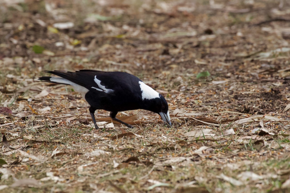 Australian Magpie - ML366725881