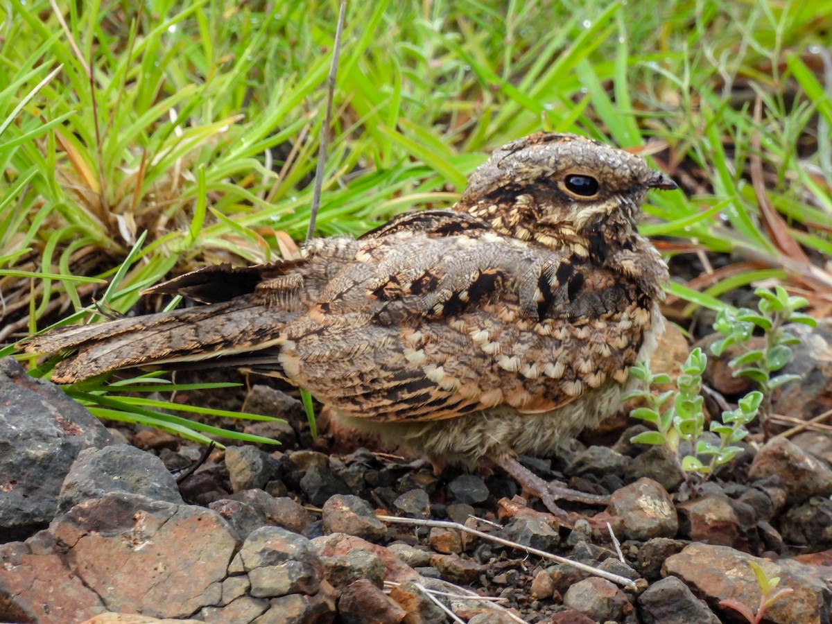 Indian Nightjar - Ramesh Desai