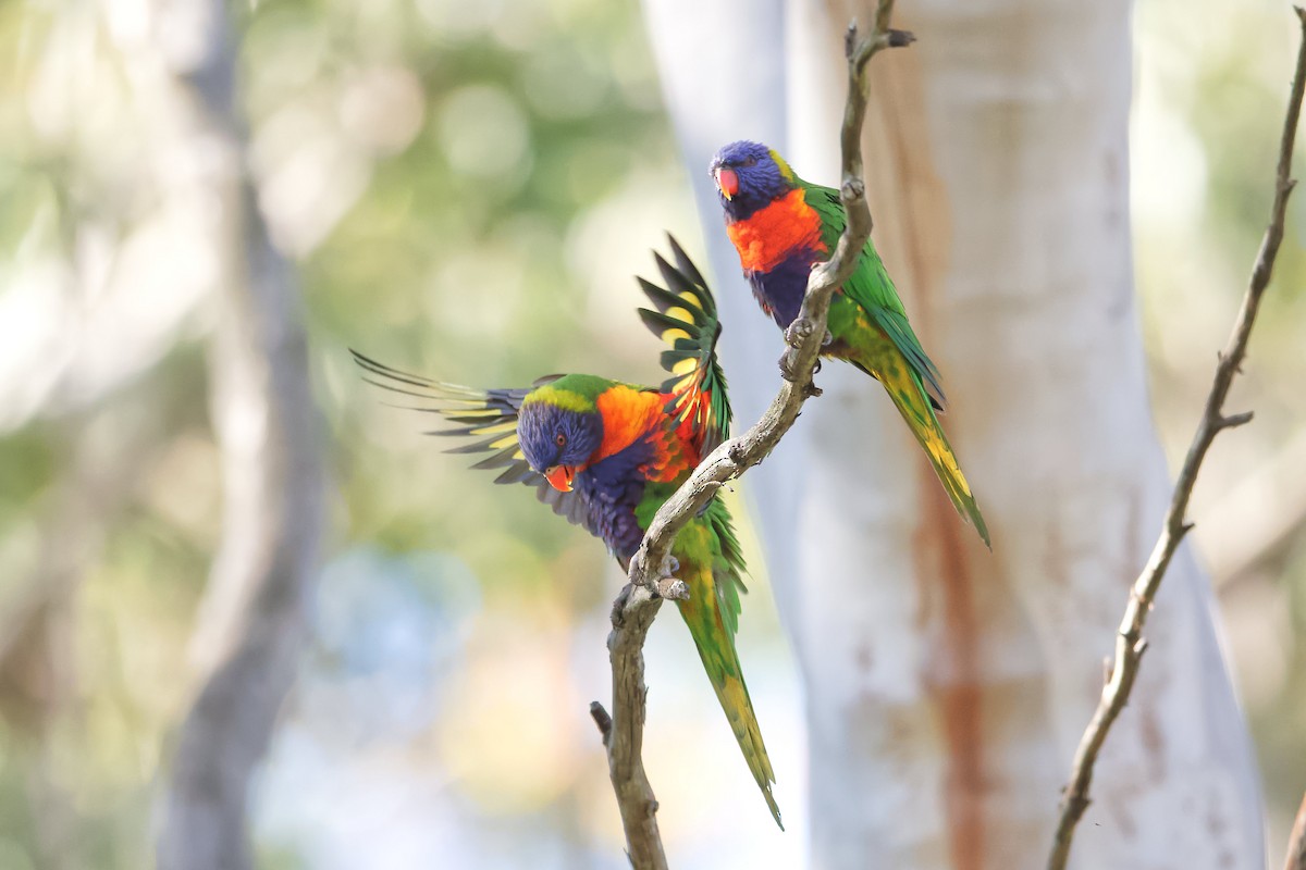 Rainbow Lorikeet - Adrian van der Stel