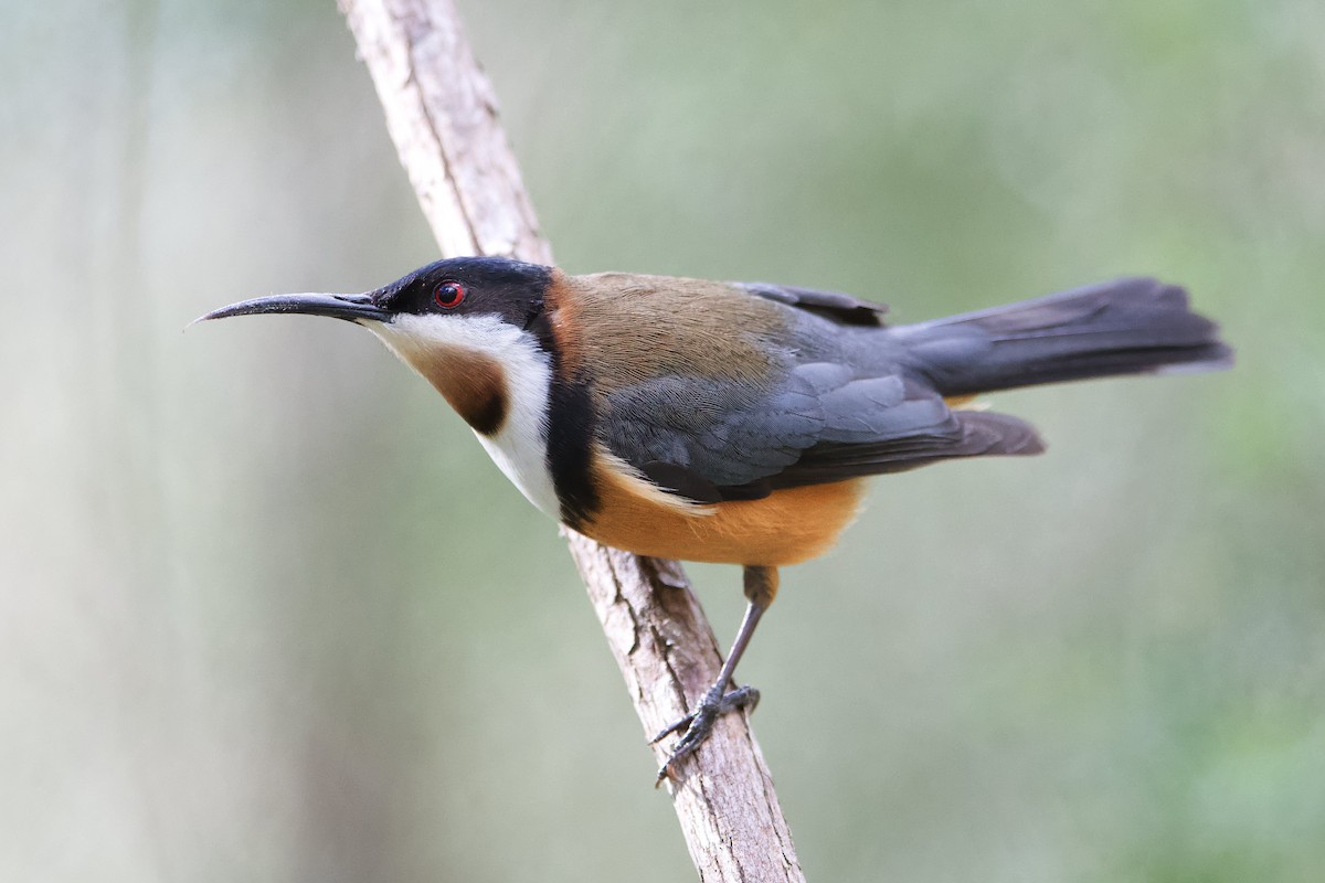 Eastern Spinebill - ML366725991