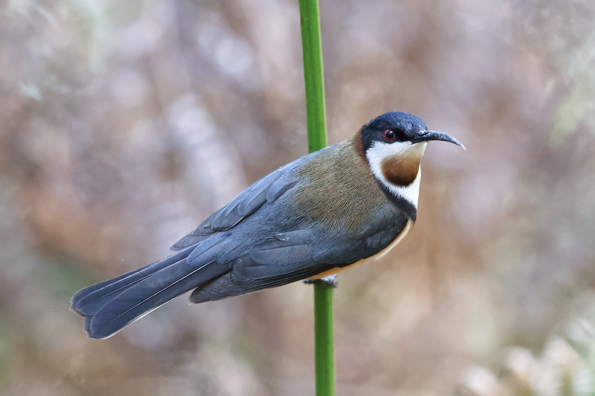 Eastern Spinebill - ML366726001