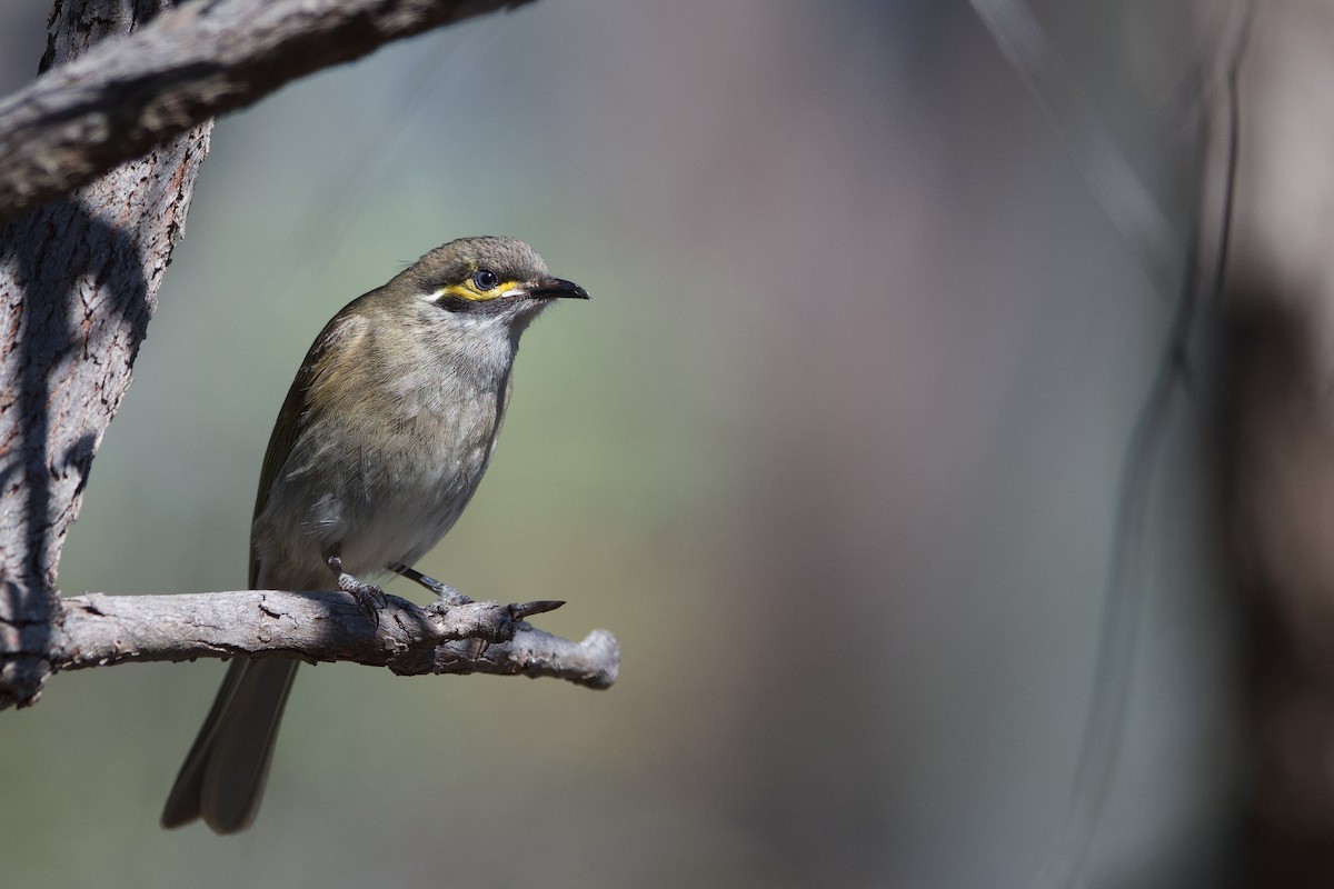 Yellow-faced Honeyeater - ML366726021