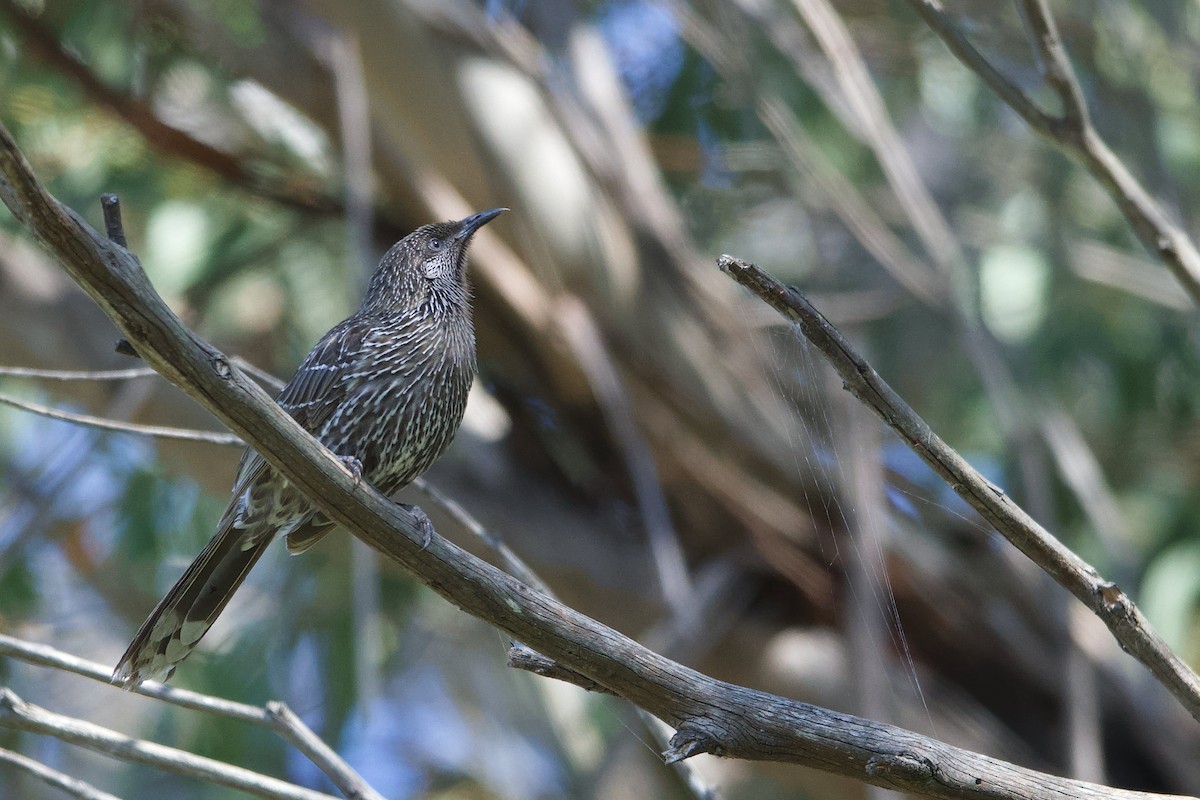 Little Wattlebird - Adrian van der Stel